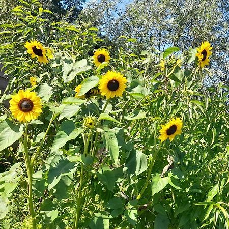 De Huifkar, Trekkershut Bij Sneek Otel Hommerts Dış mekan fotoğraf