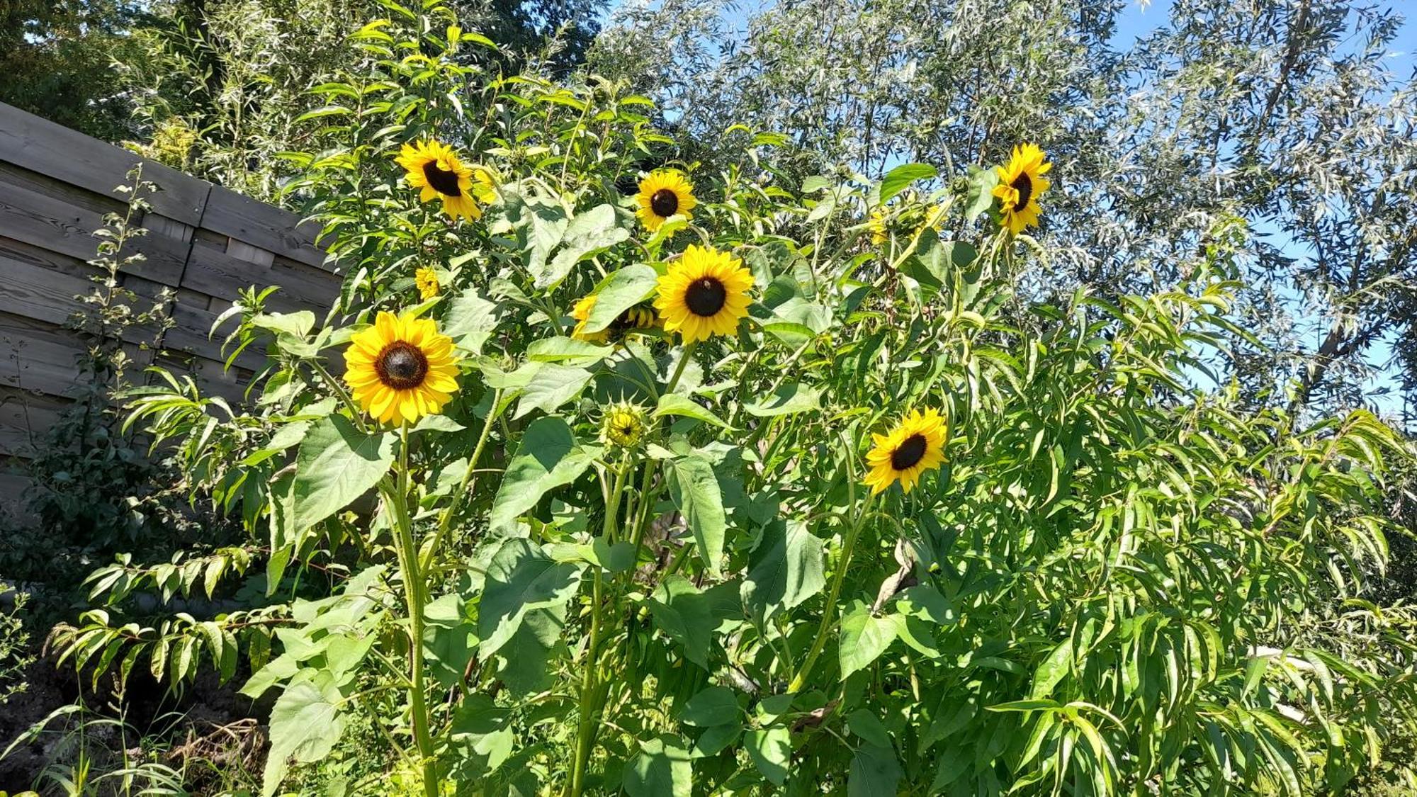 De Huifkar, Trekkershut Bij Sneek Otel Hommerts Dış mekan fotoğraf